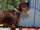 Sahibinden araba fiyatına doberman
