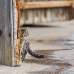 masaustu-hd-fotolari (2)