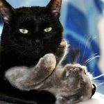 yuksek-kalite-fotolar (13)