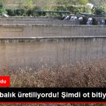 milyonlarca-balik-uretiliyordu-simdi-ot-bitiyor_x_8932902_2138_z11