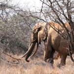 son-buyuk-disli-fillerden-satao-ii-olduruldu-9342411_amp[1]