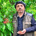 sezonun-ilk-kirazi-cep-yakiyor-9503190_2533_o[1]
