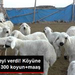 bakan-mujdeyi-verdi-koyune-geri-donene-300-koyun_10531469_5081_z2[1]